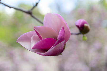 Pink magnolia flowers close up. Blooming tree in springの写真素材