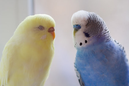 Blue and yellow budgie and bird close-up. Birdの写真素材