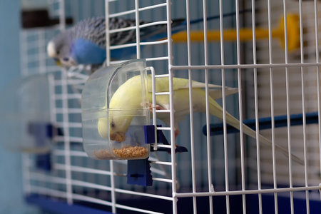 Budgerigars eat from a feeder in a cage. Birdの写真素材