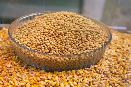 Soybean and corn seeds close-up. Agricultureの写真素材