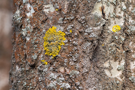 Moss on tree bark in the woods. Natureの写真素材