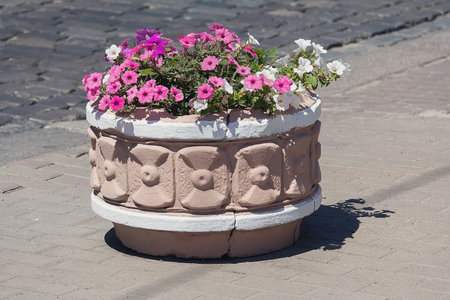 Concrete pot blooming petunias on pedestrian pavement paved with stone tiles. Purple and white petunia flowers in retro potの写真素材