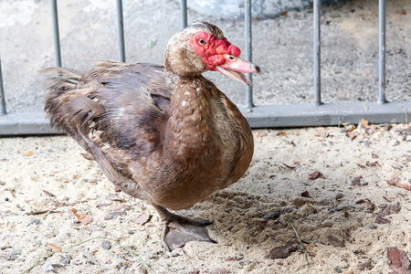 Muscovy duck with red face on a poultry farmの写真素材