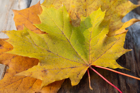 Wet maple leaves. Yellow fallen leaves close-up. Autumn backgroundの写真素材
