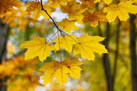 Yellow leaves in an autumn park illuminated by the sun. Maple leaves close-upの写真素材