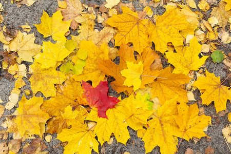 Fallen red and yellow maple leaves on the ground. Autumn backgroundの写真素材