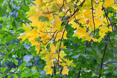 Branches with yellow leaves on a background of green trees. Natureの写真素材