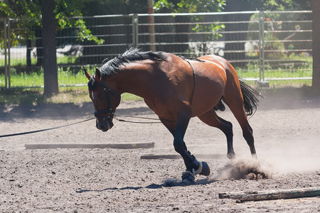 A beautiful thoroughbred horse is training for a competition. Horse industryの写真素材