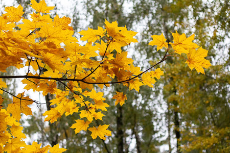 Yellow leaves in an autumn park. Maple leaves close-upの写真素材