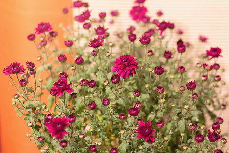 A beautiful bouquet of purple flowers indoorsの写真素材