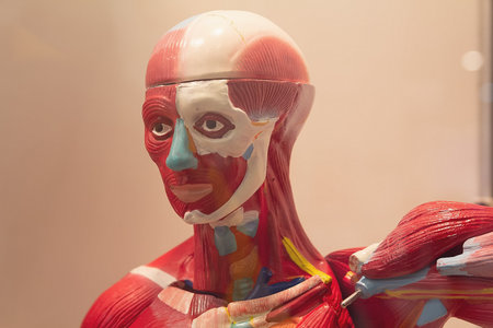 Human internal organs dummy, training dummy, detail of the muscular system. Healthcare conceptの写真素材