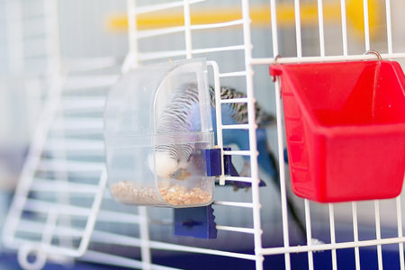 Budgerigar eats grain from the cage feeder. Bird