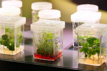 View of seedlings in laboratory. Agricultureの写真素材