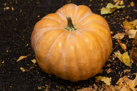 Autumn decorative pumpkin on black background. Thanksgiving or Halloween holiday, harvest concept. Top view, copy space. Greeting cardの写真素材