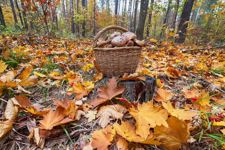 Wickered basket of wild edible mushrooms standing on moss-grown soilの写真素材