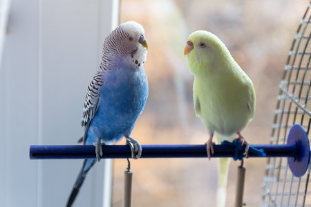A pair of budgies sitting on a perch in the room. Birdsの写真素材