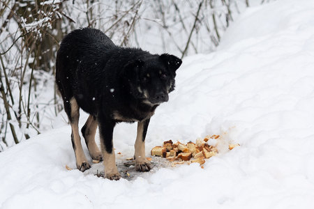 Big homeless hungry dog eating bread on snow. Animalの写真素材