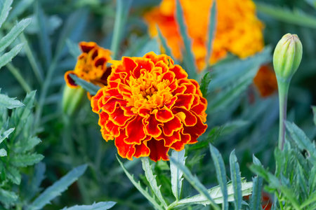Marigold or Tagetes yellow flowers close-upの写真素材