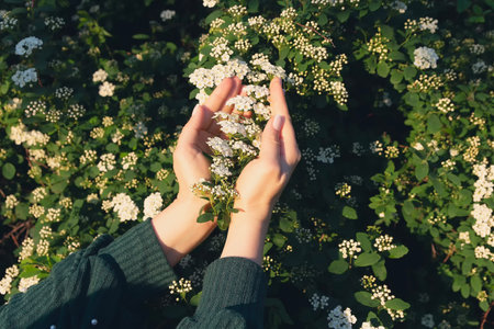 A woman's hands and white Spiraea flowers. Natureの写真素材