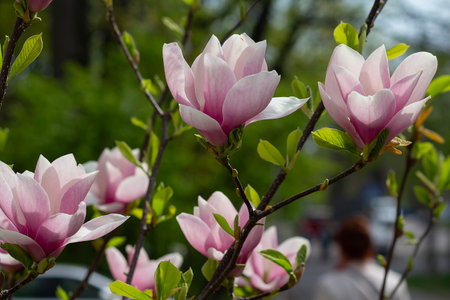 Pink flowers of magnolia serene in garden/ Natureの写真素材
