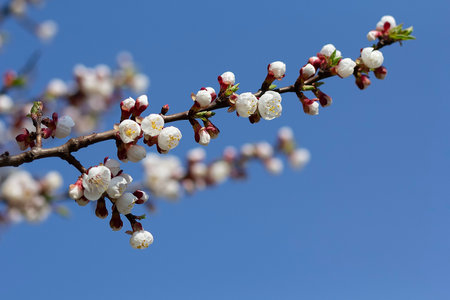 A branch of a flowering tree against the background of the sky. Springの写真素材