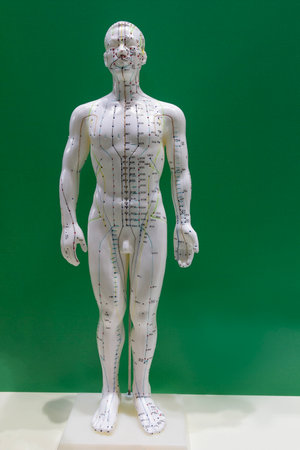 Anatomical model with acupuncture chart on it. Medical equipmentの写真素材