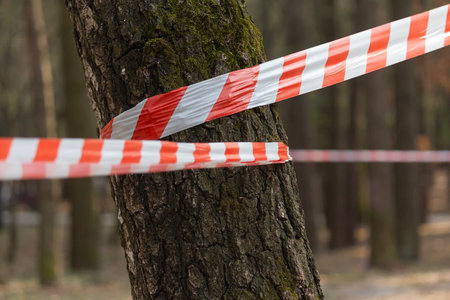Wide white and red ribbon band tied to a tree trunk close-upの写真素材