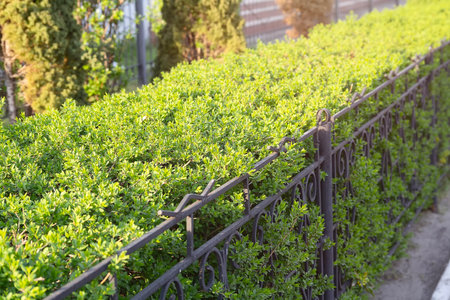 Cut decorative bushes on the city street on a sunny dayの写真素材