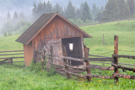 A cow under a canopy on a mountain pasture in the Carpathians.の写真素材
