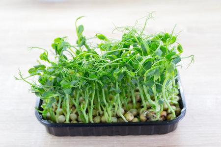 Passes of peas grow in a plastic tray on the table. Foodの写真素材