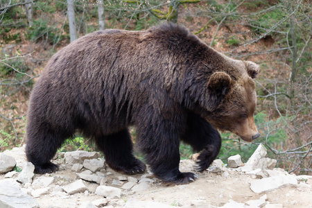 The big brown bear is walking down the path.の写真素材