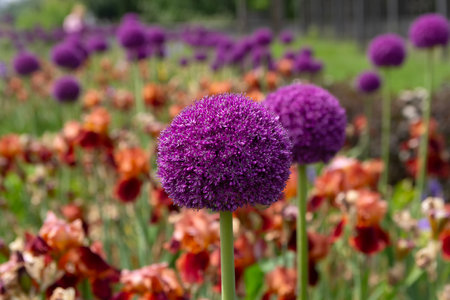 Giant violet ion (Allium Giganteum) flowers blooming. Natureの写真素材