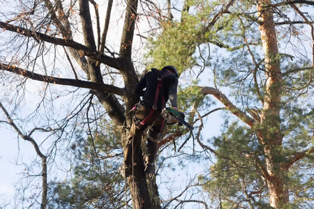 A man saws branches at a height climbing a tree. Industry