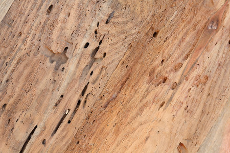 Old wooden surface close-up. Background and texture