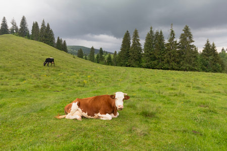 A cows in a mountain meadow. Animalの写真素材