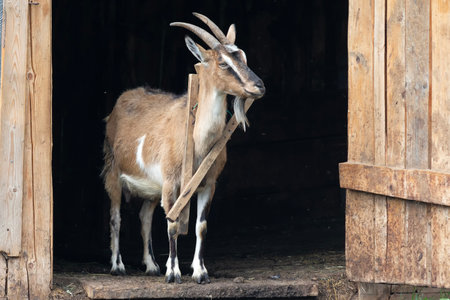 A goat in a wooden rural barn. Animalの写真素材