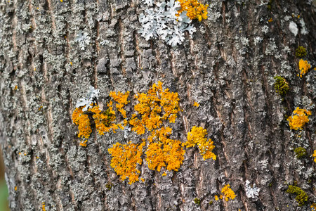 Yellow lichen on the surface of the tree Backgroundの写真素材