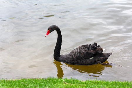 A black swan is swimming in a pond, Animalの写真素材