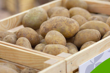 Fresh potatoes on the farmers' market counter close-up. Foodの写真素材