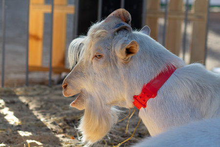 Purebred white goat on the farm. Farm animalsの写真素材