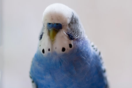 Blue budgie sleeping sitting on a cage close-up. Birdの写真素材