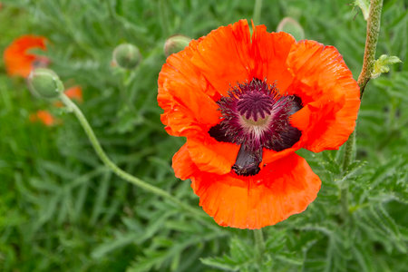 Red field poppy plant on green background.の写真素材