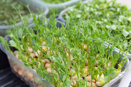 Young sprouts in tray close-up. Natureの写真素材