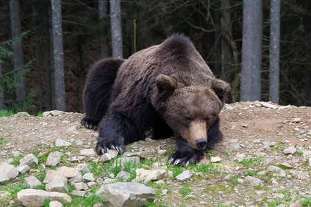 Brown bear sleeping on the ground.の写真素材