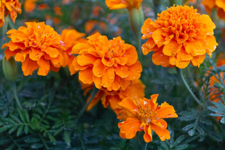 Orange marigolds on a bed sweats rain. Flowersの写真素材
