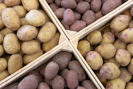 Selected potato tubers on store counter. Vegetablesの写真素材