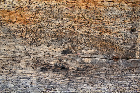 Old wooden surface with a bark beetle. Backgrounds and texturesの写真素材