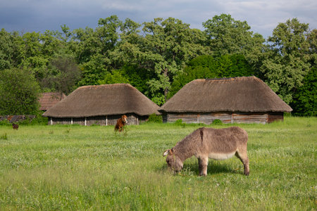 On the green meadow graze donkey against the background of an old housesの写真素材