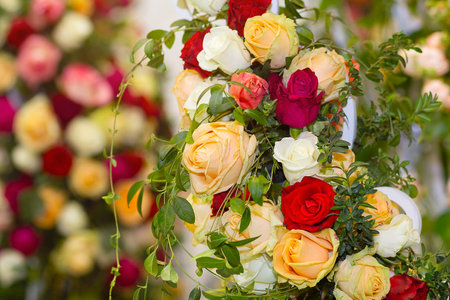 Beautiful yellow, white and red roses, flowers and budsの写真素材