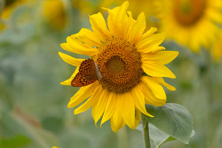 Butterfly (Argynnis paphia butleri) and field of sunflowers. Natureの写真素材